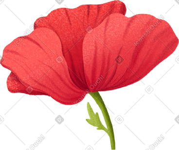 Red blooming poppy on a short stem PNG, SVG