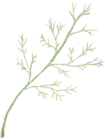 Dill PNG, SVG
