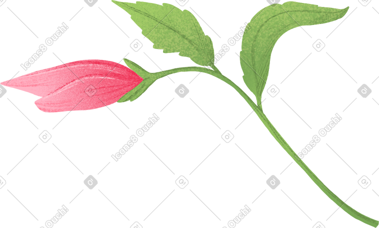 绿色茎上的芙蓉芽，有叶子 PNG, SVG