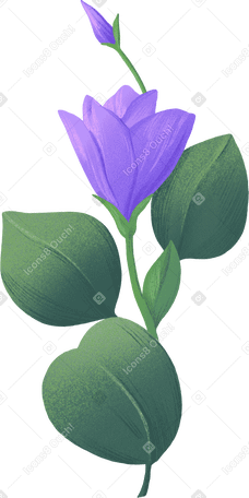 eustoma flower with eucalyptus leaves PNG, SVG