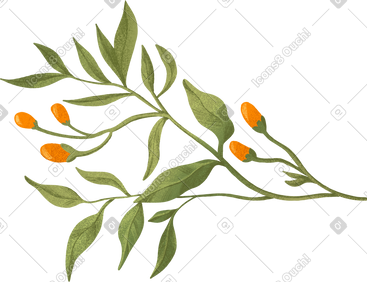 Green twig with several orange berries PNG, SVG