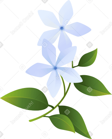 white jasmine on a branch PNG, SVG