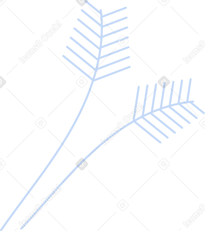 spruce Illustration in PNG, SVG