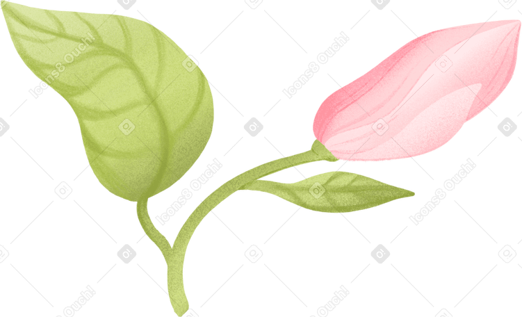 magnolia bud on a branch PNG, SVG