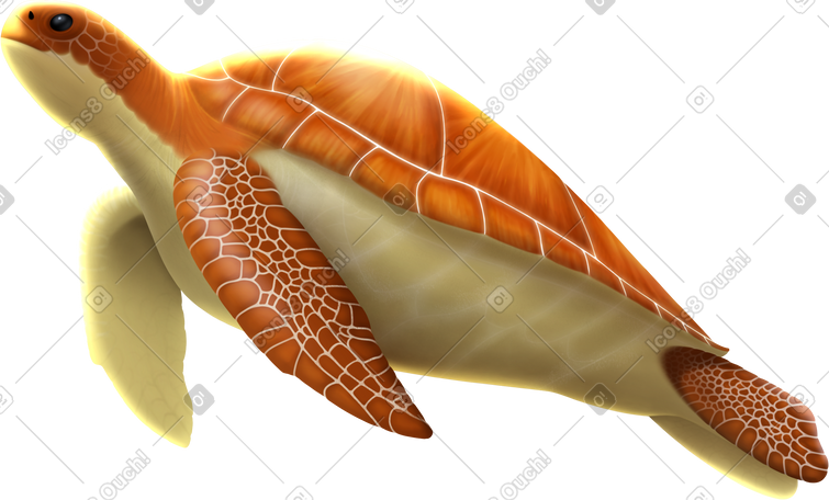 turtle large PNG, SVG