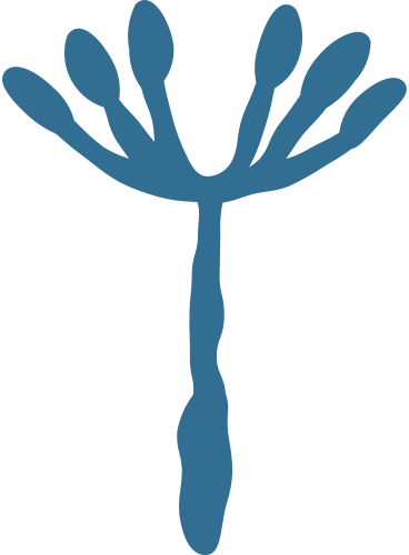 dandelion PNG, SVG