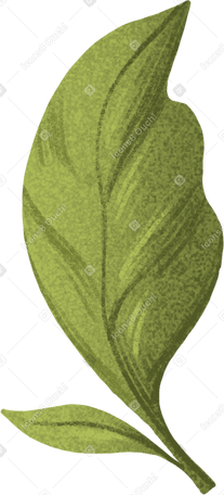 large and small green leaf PNG, SVG