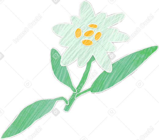 small edelweiss flower PNG, SVG