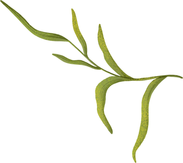 green branch with leaves PNG, SVG