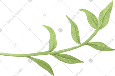 Green twig with curved leaves PNG, SVG