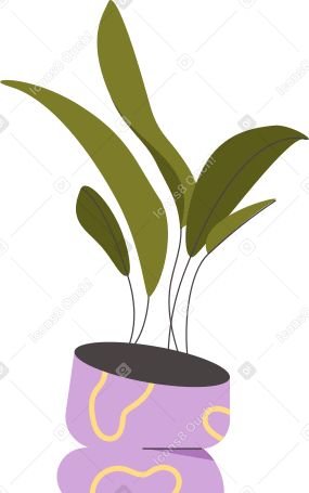 plant aspidistra Illustration in PNG, SVG