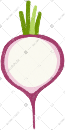 radish half PNG, SVG