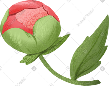 Small peony bud with a leaf PNG, SVG