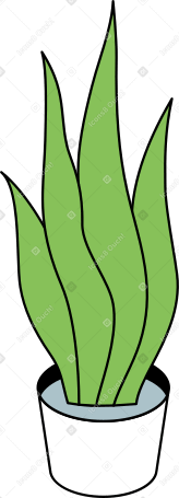 snake plant PNG, SVG