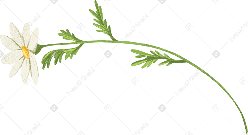 茎のカモミール PNG、SVG