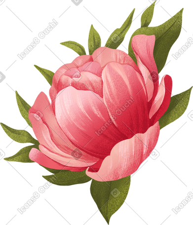 large dark pink peony surrounded by green leaves PNG, SVG