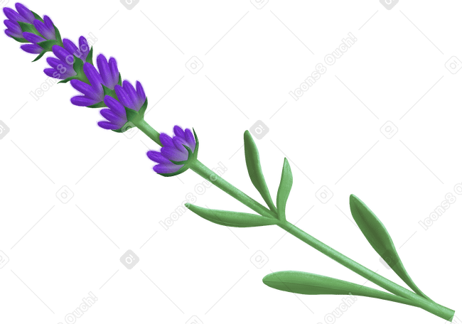 lavender в PNG, SVG