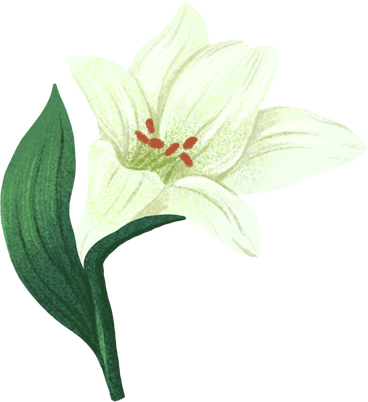 little white lily PNG, SVG