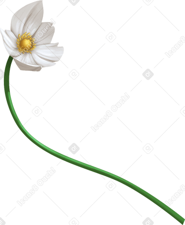 Подснежник цветок анемоны в PNG, SVG