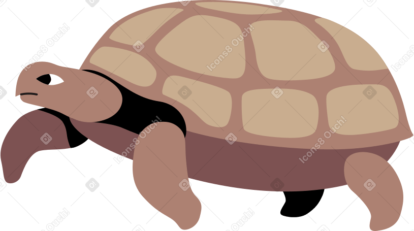 brown turtle PNG、SVG