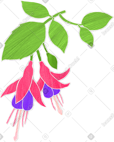 fuchsia flowers on a branch PNG, SVG