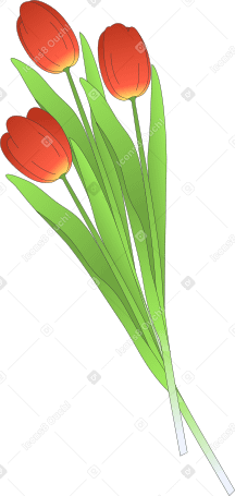 Bouquet de tulipes PNG, SVG