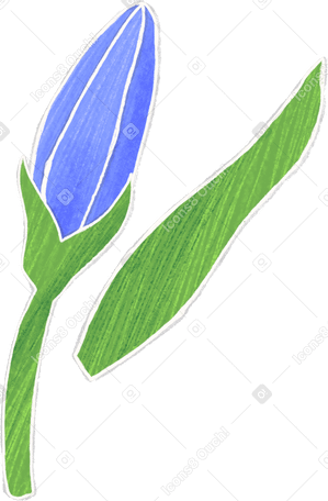 blue bellflower bud with leaf Illustration in PNG, SVG
