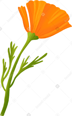 Scholzia arancione PNG, SVG
