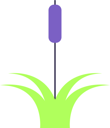Reed PNG, SVG