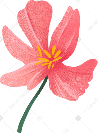 Розовый цветок в PNG, SVG