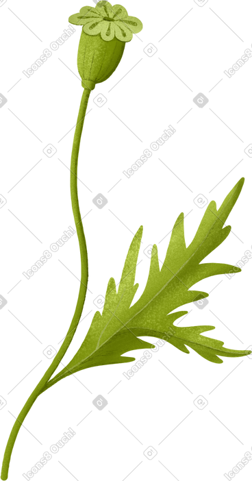 Green poppy head with seeds PNG, SVG