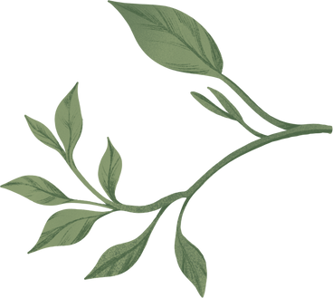 twig with green leaves of various sizes PNG, SVG