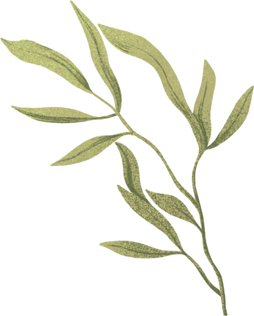 길쭉한 녹색 잎을 가진 얇은 가지 PNG, SVG