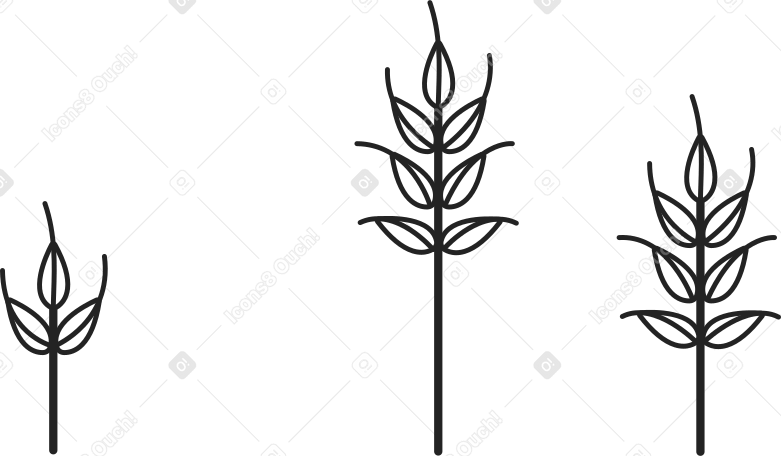 小麦の穂 PNG、SVG