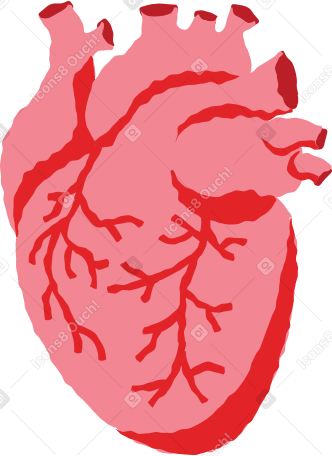Человеческое сердце в PNG, SVG