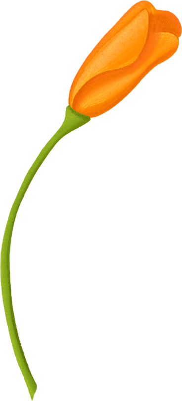 eschsholzia orange bud PNG, SVG