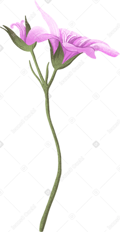 ピンクの開いた花とつぼみ PNG、SVG