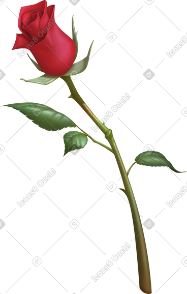 Single rose PNG, SVG