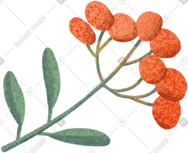 Sprig of viburnum PNG, SVG