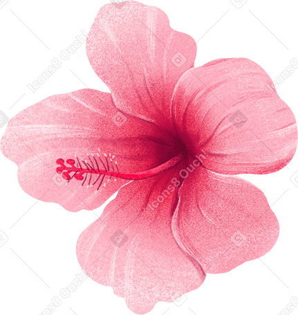 big pink hibiscus flower PNG、SVG