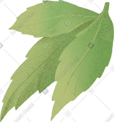 Three green leaves PNG, SVG