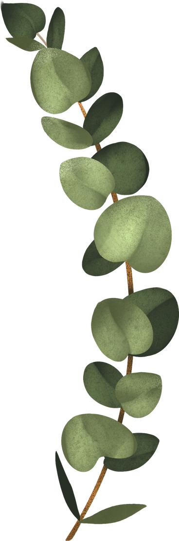 eucalyptus sprig PNG, SVG