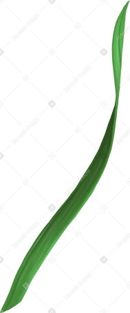 single long and thin grass leaf PNG、SVG