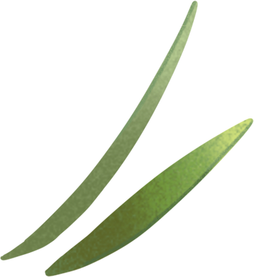 Зеленая трава в PNG, SVG