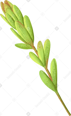 Rametto decorativo verde per un bouquet PNG, SVG