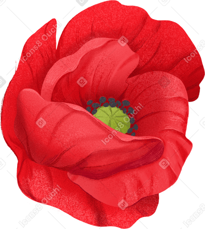 opened red poppy flower PNG, SVG
