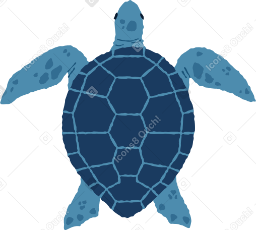 meeresschildkröte oben PNG, SVG