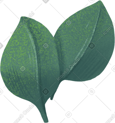 Small eucalyptus leaves PNG, SVG