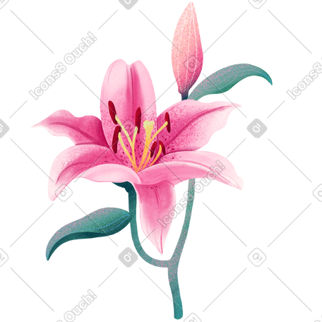 带芽的粉红色百合花 PNG, SVG