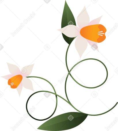 两朵大水仙花 PNG, SVG
